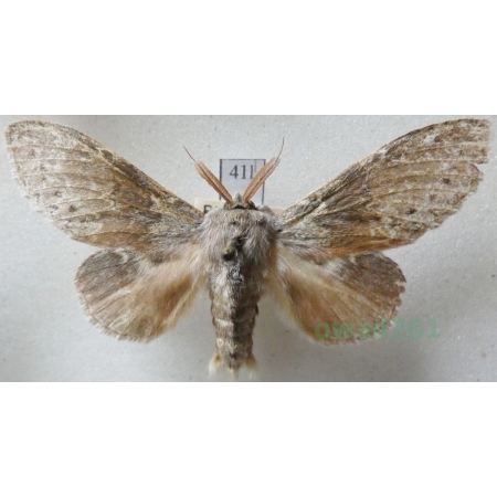 Stauropus fagi (Linnaeus, 1758) male Potwora buczynówka Czech41l